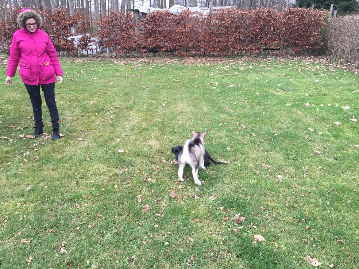 Alaskan malamute Shiva billede 20