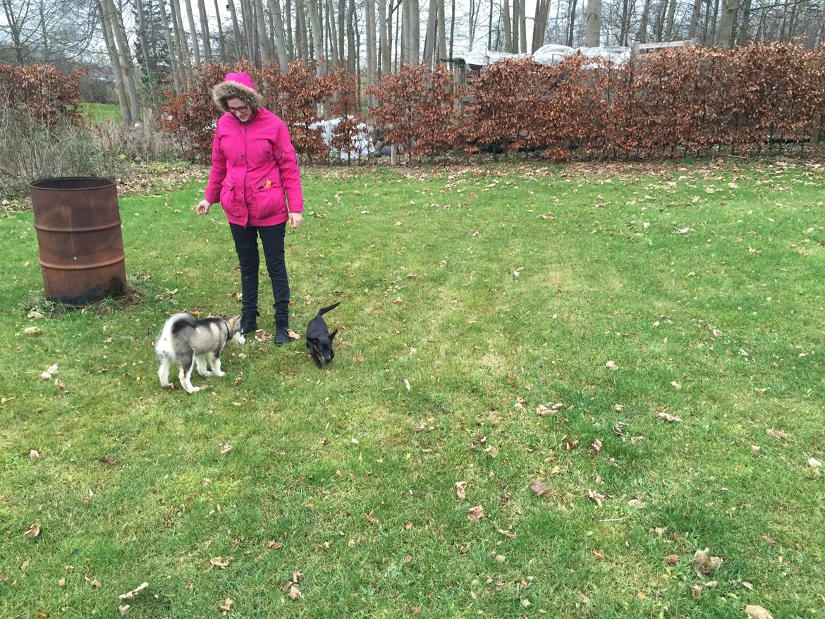 Alaskan malamute Shiva billede 23