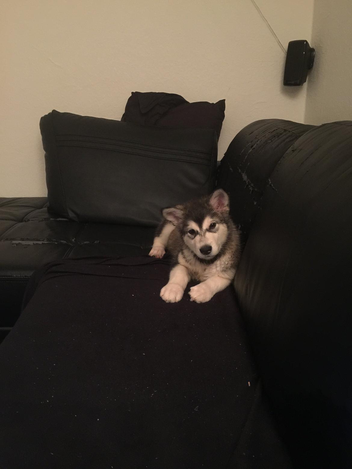 Alaskan malamute Shiva - ad ad det er ikke sjovt og have været i bad billede 26