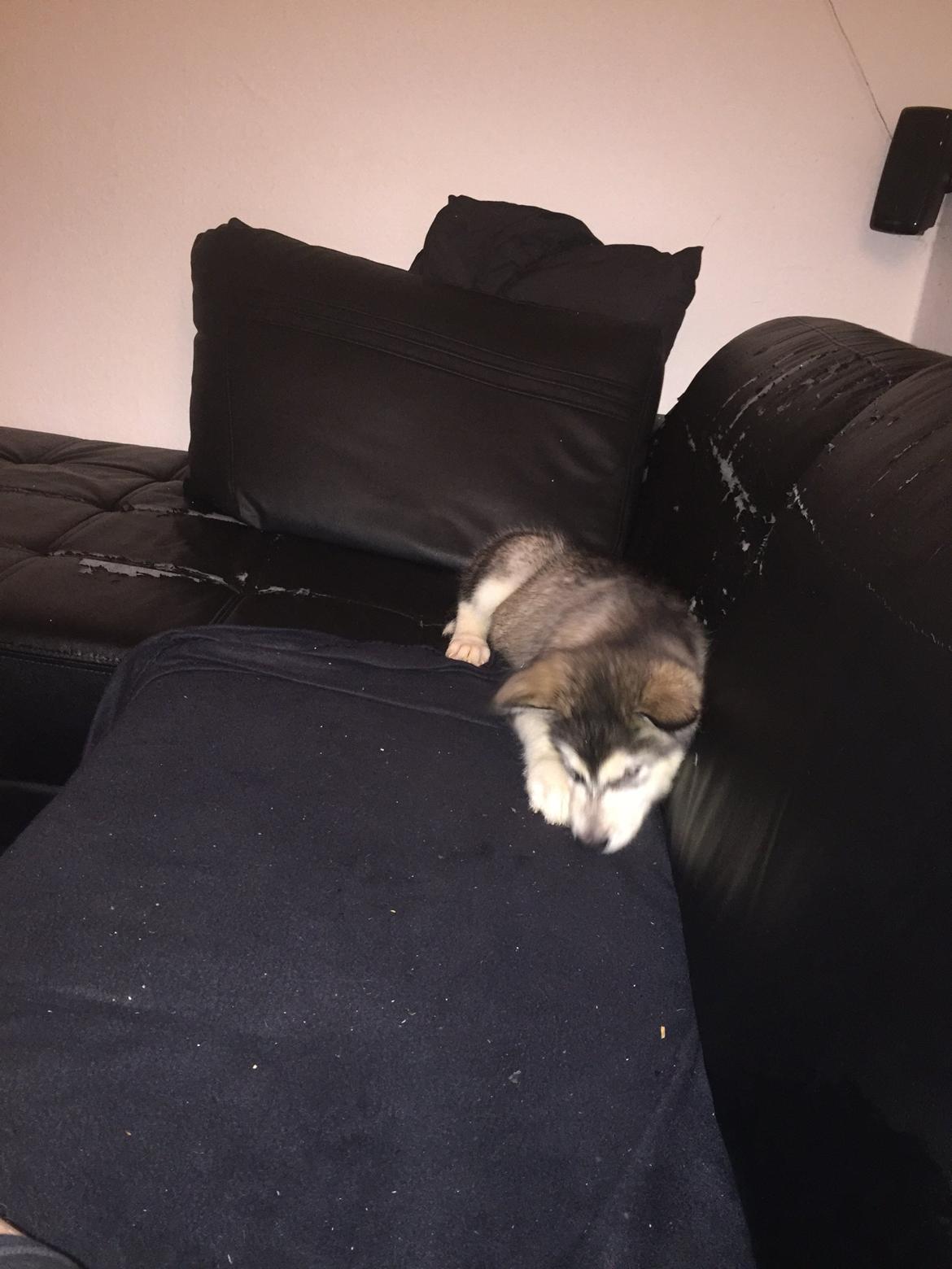 Alaskan malamute Shiva - ad ad det er ikke sjovt og have været i bad billede 24