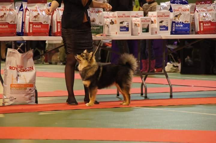 Finsk lapphund Silke  - juleudstilling Nyborg billede 33