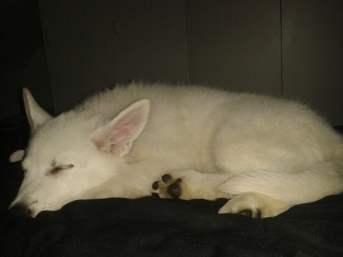 Hvid Schweizisk Hyrdehund Hinto van Suthwalda billede 6