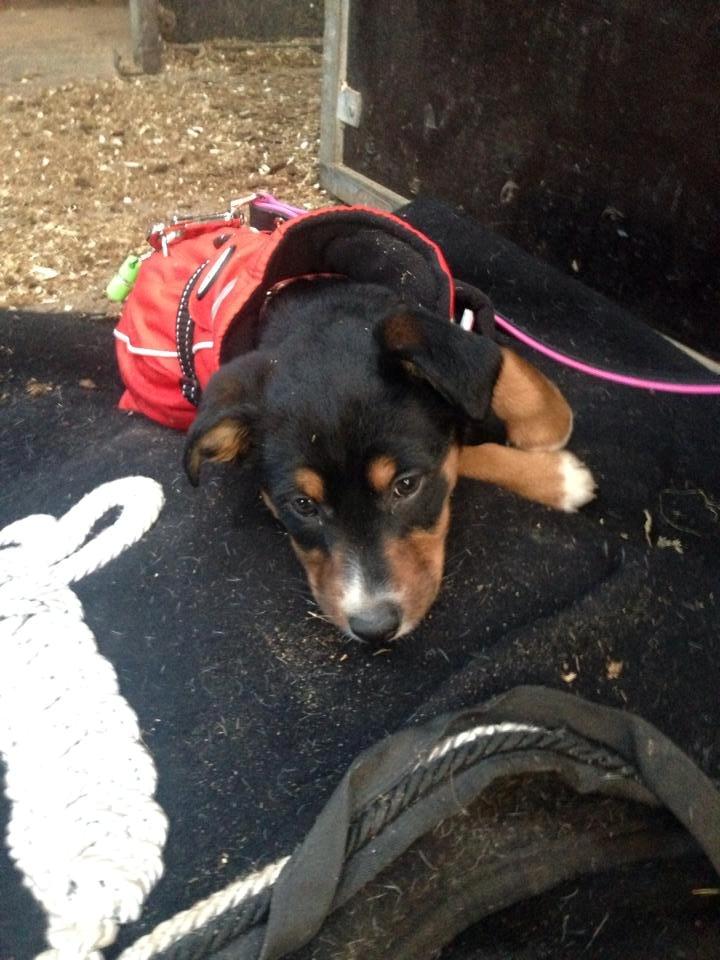 Blanding af racer Emma - November 2013, holder tæpperne varme, imens mutti ordner hesteboks billede 45