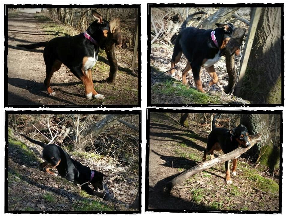 Blanding af racer Emma - Maj 2014, ingen pind er stor nok til pigen :-) billede 40