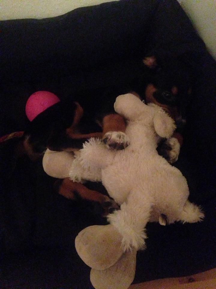 Blanding af racer Emma - November 2013, yndlings bamse indtil hun blev lidt ældre og den bare skulle ædes istedet. R.I.P bamse :-) billede 46