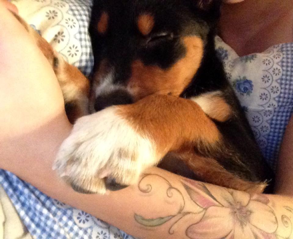 Blanding af racer Emma - December 2013, putter med mor, det er hårdt at være hvalp :-)  billede 44