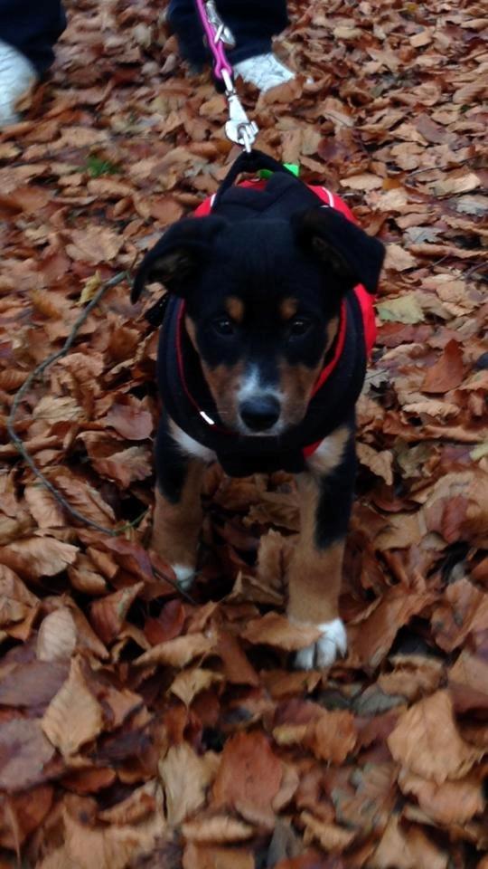 Blanding af racer Emma - November 2013, dagen efter vi fik hende hjem, 8 uger. billede 47