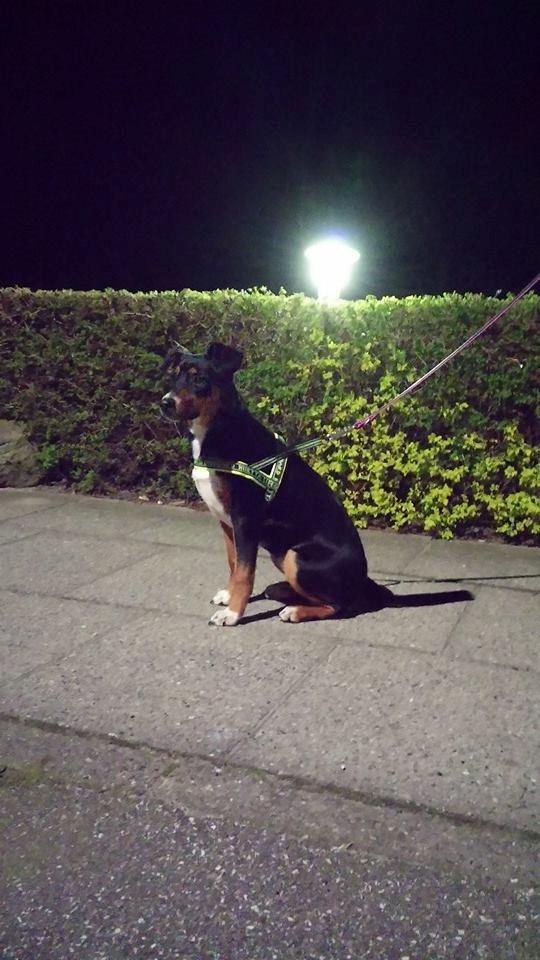 Blanding af racer Emma - Februar 2014, en kold aften :-) billede 43