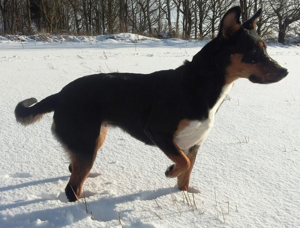 Blanding af racer Emma - Januar 2015 billede 34