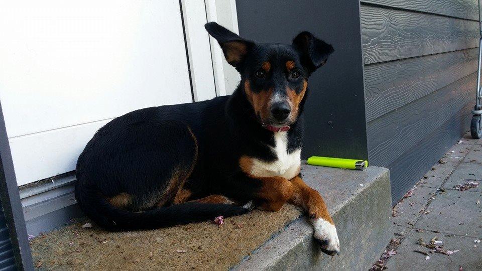 Blanding af racer Emma - Juni 2014, det regner meget hvilket fruen her ikke var helt tilfreds med! :-D billede 37