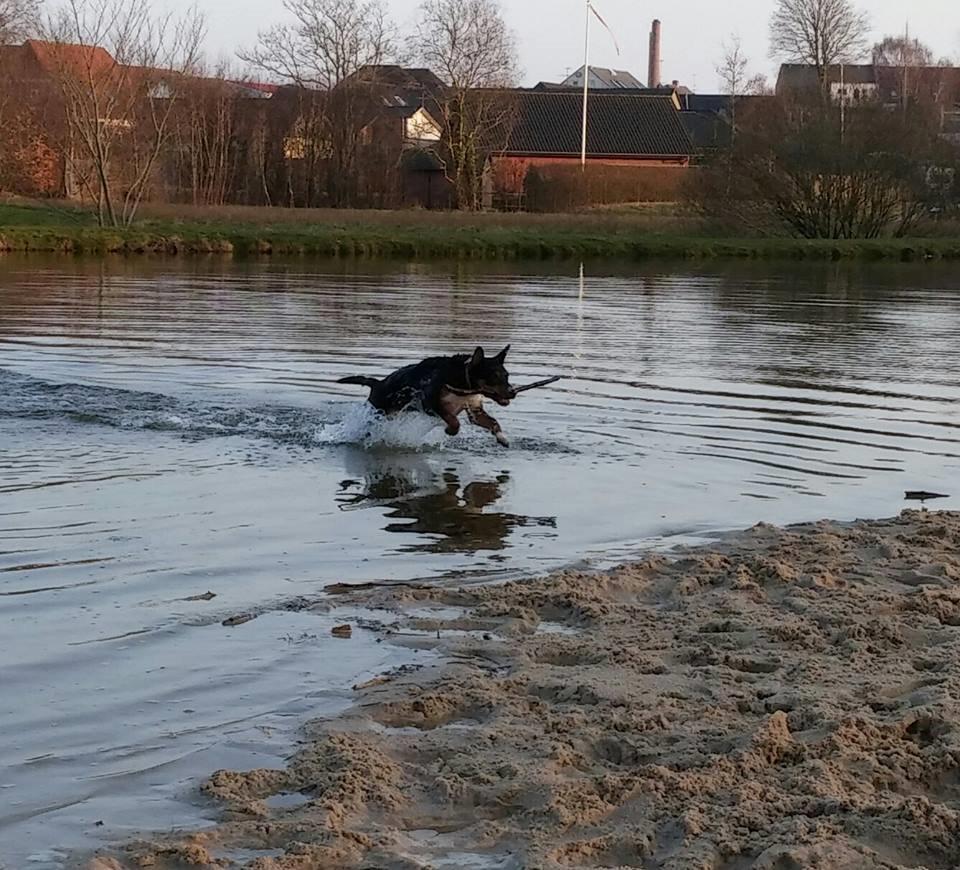 Blanding af racer Emma - April 2014, en af de første gange hun var ude og bade med tilladelse (hun havde en mani med at hoppe i åen i baghaven hvis man fjernede blikket et øjeblik) Hun elsker simpelthen vand og har altid gjort det - altså alt vand bortset fra regn. billede 41