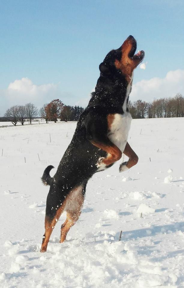 Blanding af racer Emma - Januar 2015, hoppe efter snebolde er noget hun kan få meget tid til at gå med :-) billede 30