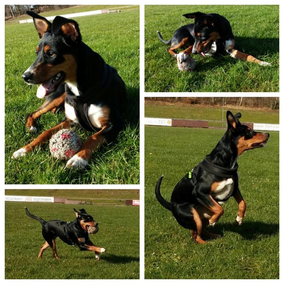 Blanding af racer Emma - April 2014, hygge på fodboldbanen :-) billede 42