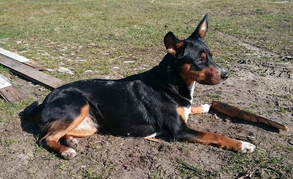 Blanding af racer Emma - Maj 2015, nyder en pind en varm solskinsdag :-) billede 27