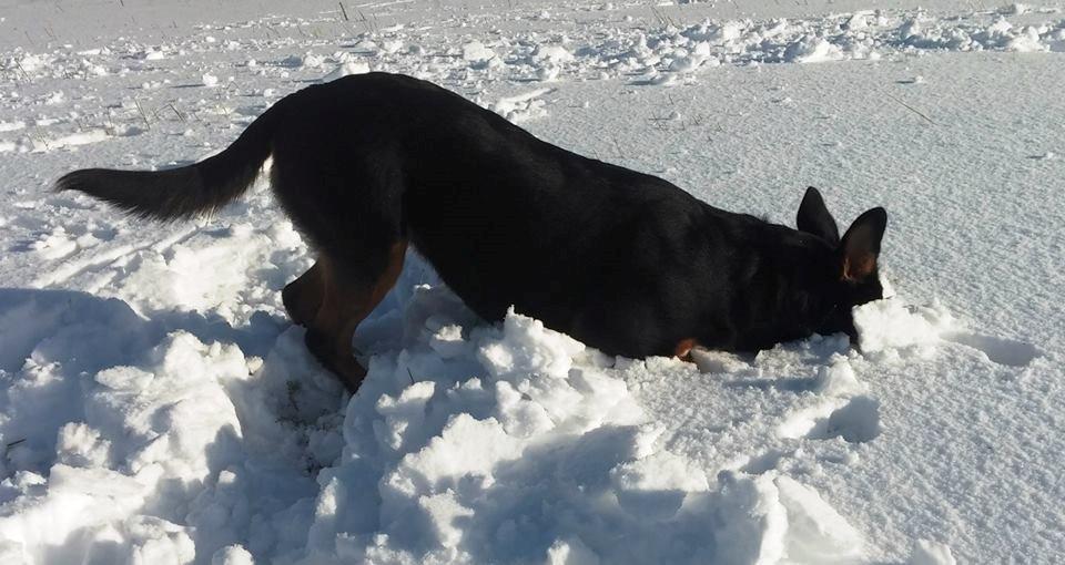 Blanding af racer Emma - Januar 2015 billede 33