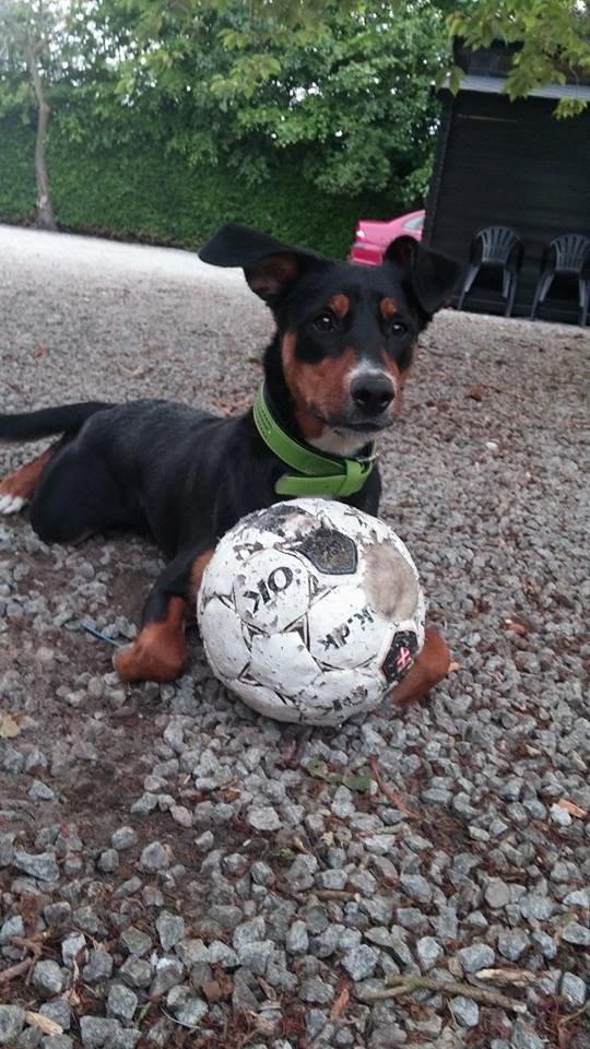 Blanding af racer Emma - Juni 2014, holder lige en pause fra boldspil. billede 38