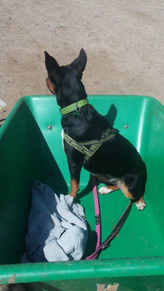 Blanding af racer Emma - Juni 2014, hyggeligt at sidde i trillebøren når man er med mor hos hestene :-) billede 39