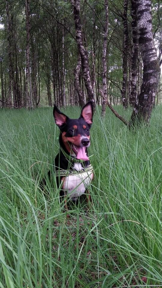 Blanding af racer Emma - Juli 2014, holder lige en siddepause på gåturen. billede 36