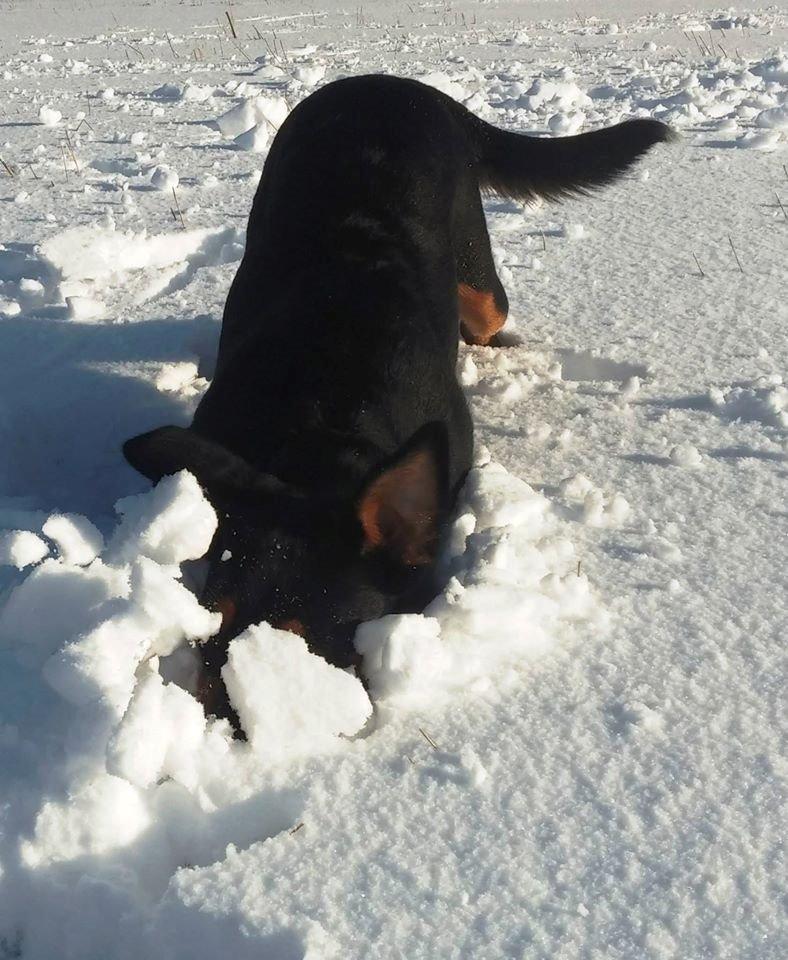 Blanding af racer Emma - Januar 2015, mon der er en mus dernede? :-) billede 29