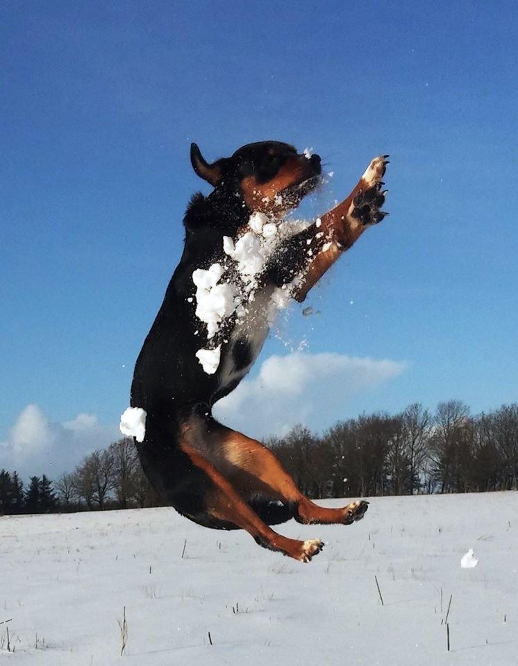 Blanding af racer Emma - Januar 2015, weeeee :-D billede 28