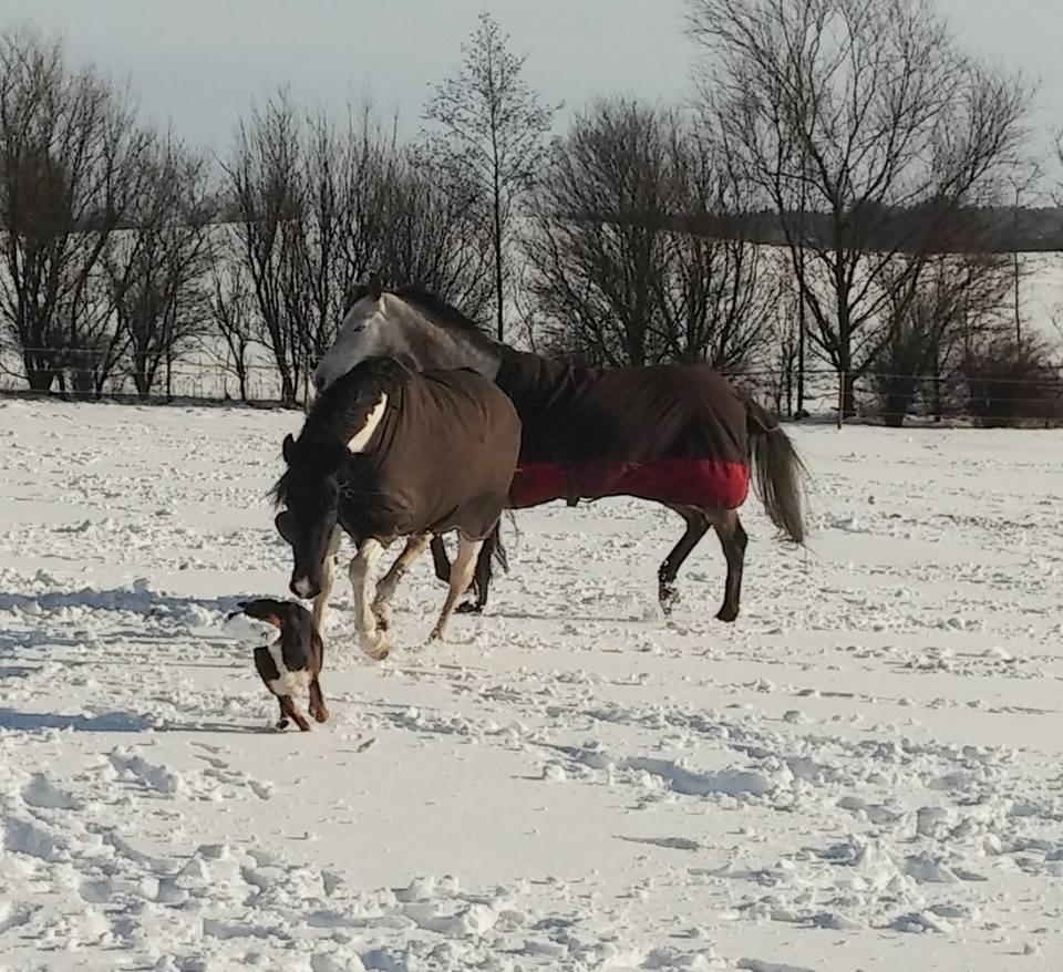 Blanding af racer Emma - Januar 2015, Emma i fuld fart, med Cheval lige i røven. De to legede rigtig meget sammen da vi havde hestene hjemme :-) billede 31