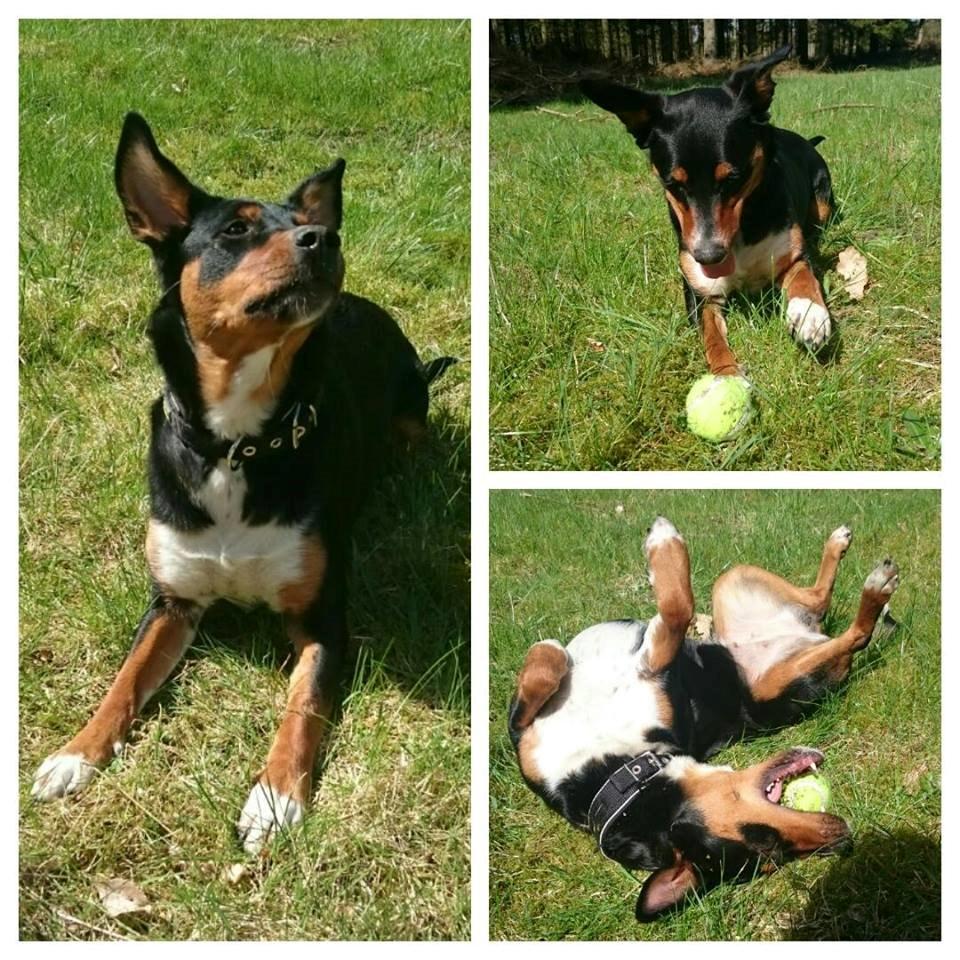 Blanding af racer Emma - August 2014, dejlige pige <3 billede 35