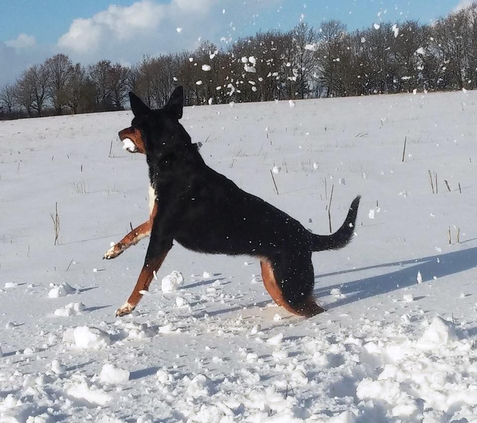 Blanding af racer Emma - Januar 2015, sne sne sne - Emma elsker det! :-D billede 32