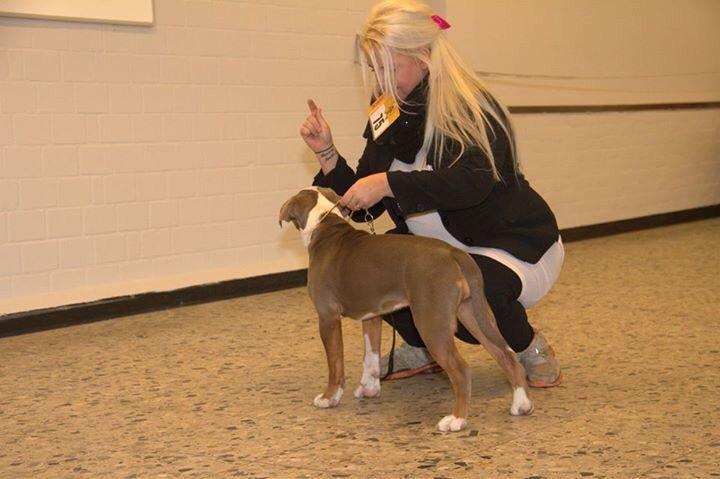 Olde english bulldogge Reservoirbulls Minerva (Gudrun) billede 33