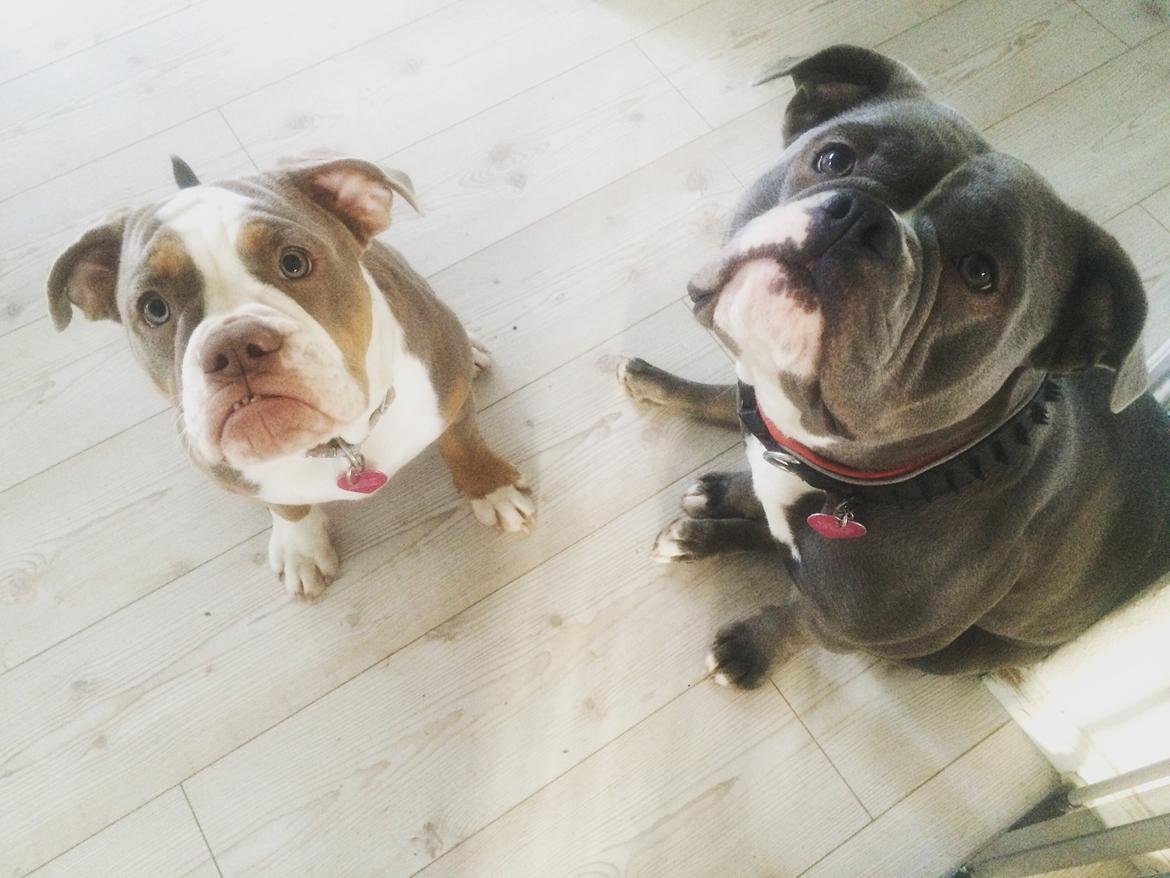 Olde english bulldogge Reservoirbulls Minerva (Gudrun) billede 34