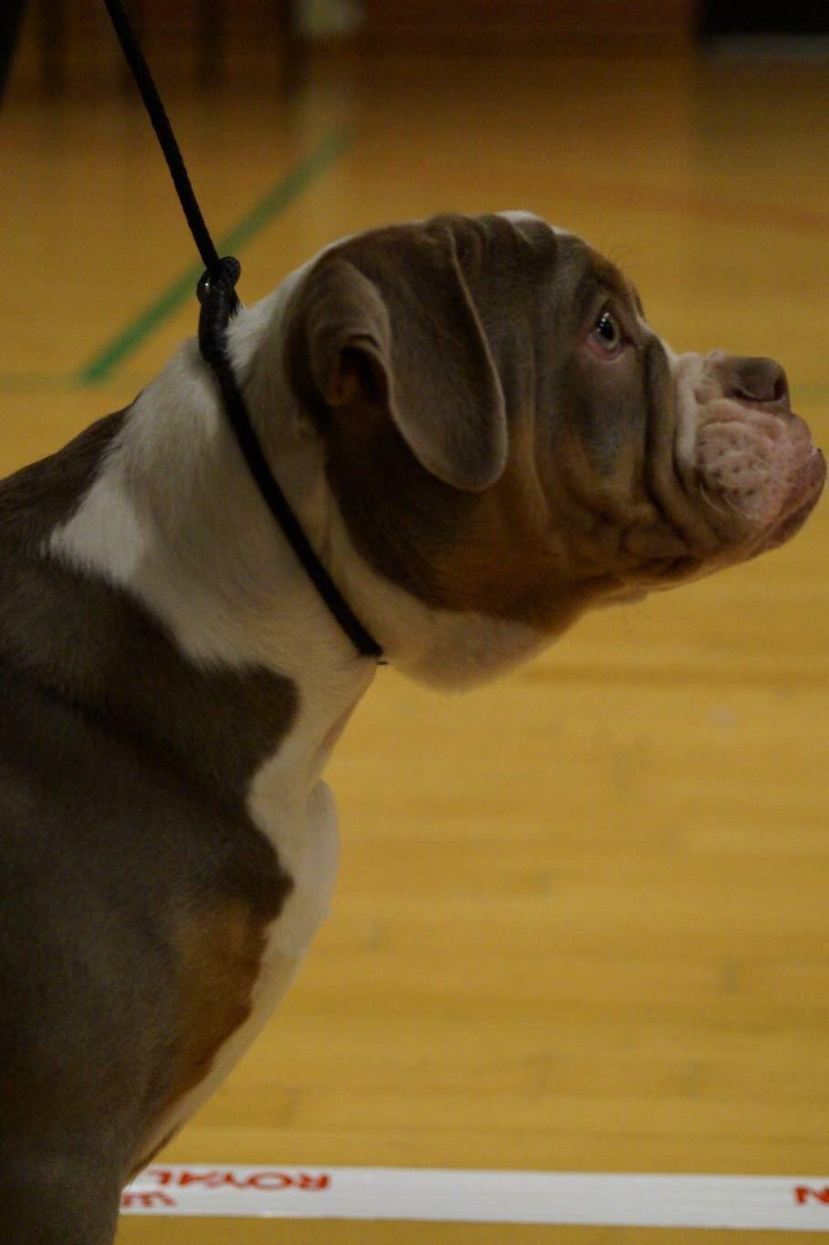Olde english bulldogge Reservoirbulls Minerva (Gudrun) billede 35