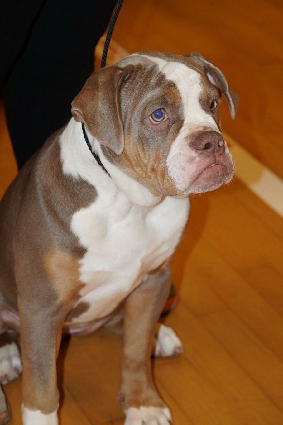 Olde english bulldogge Reservoirbulls Minerva (Gudrun) billede 36
