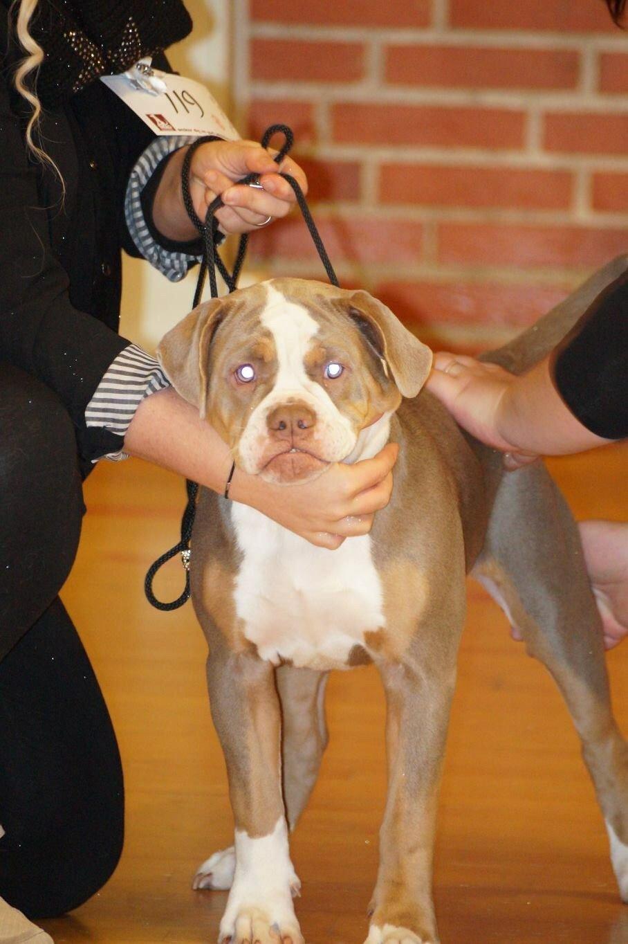 Olde english bulldogge Reservoirbulls Minerva (Gudrun) billede 37