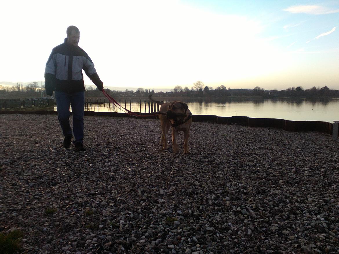 Perro de Presa Canario Rolf  billede 1