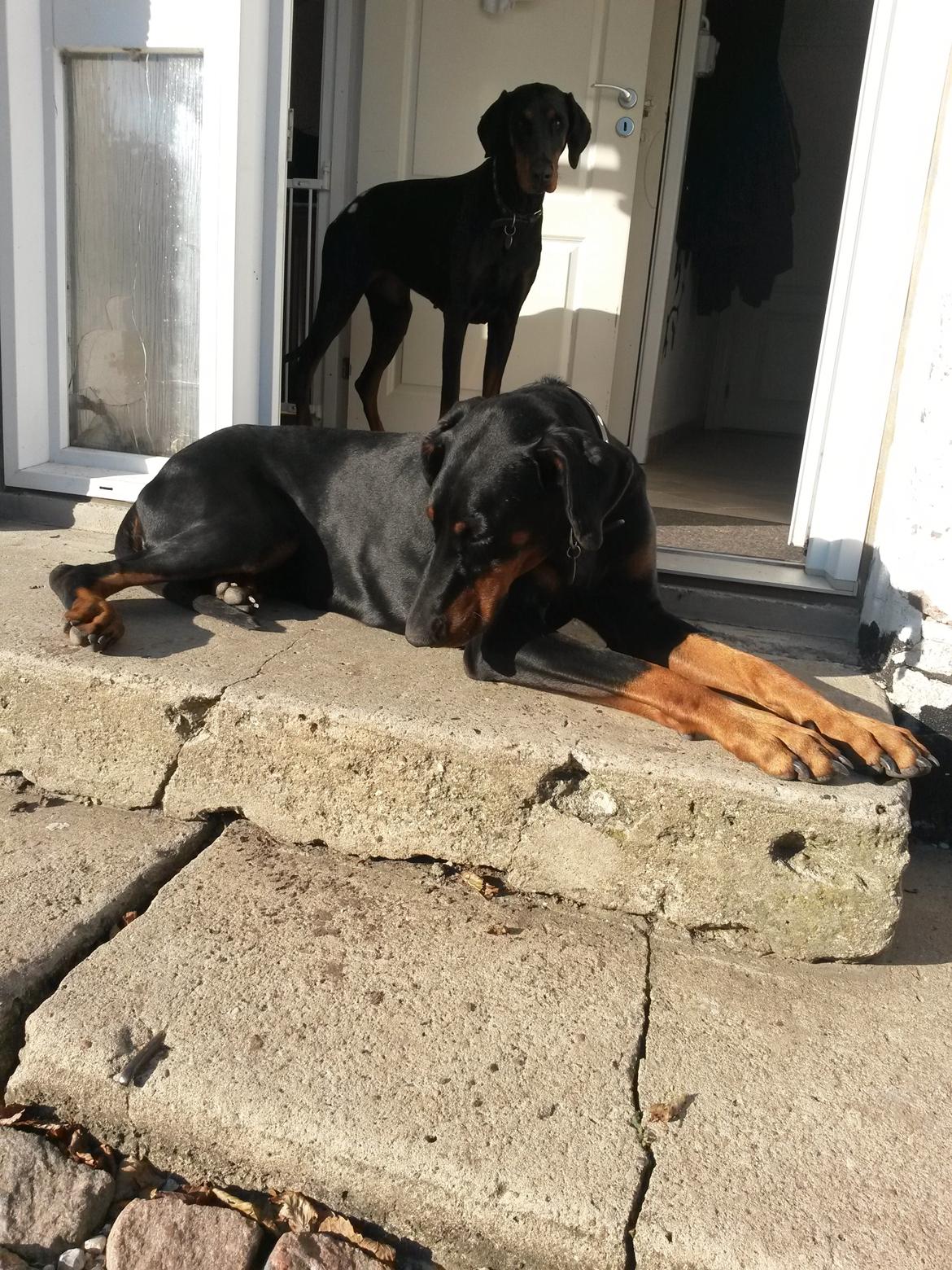 Dobermann Raphaels Fleur R.I.P <3 billede 9
