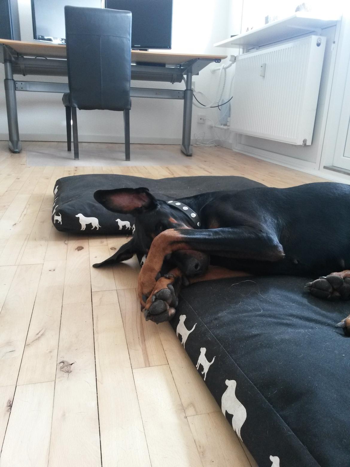 Dobermann Raphaels Fleur R.I.P <3 billede 10