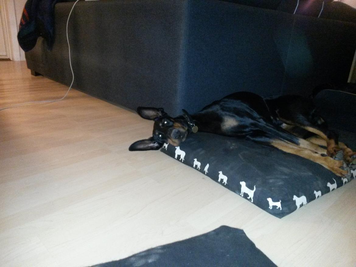 Dobermann Raphaels Fleur R.I.P <3 billede 11