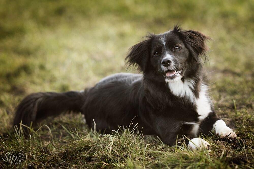 Blanding af racer Superhunden Molly - Foto: Tales by Sipo billede 12