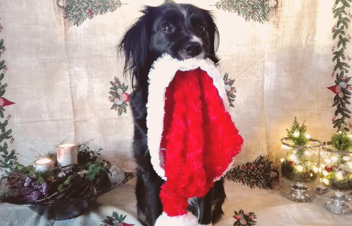 Blanding af racer Superhunden Molly billede 14