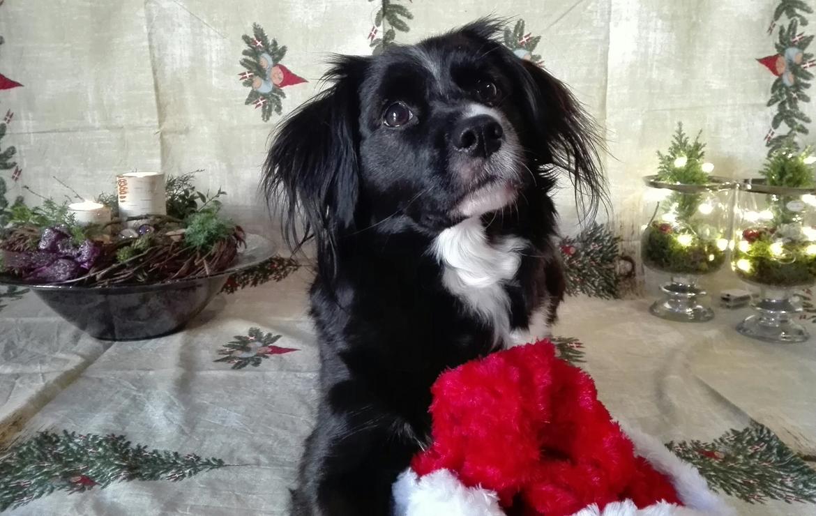 Blanding af racer Superhunden Molly billede 15