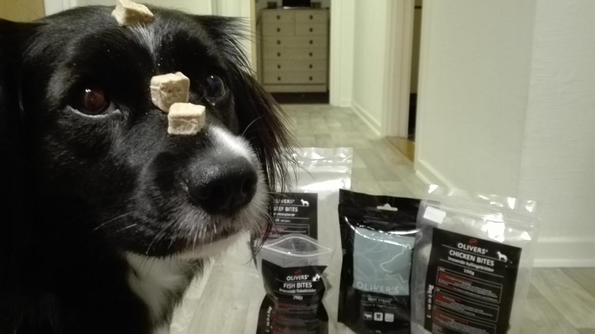 Blanding af racer Superhunden Molly billede 16