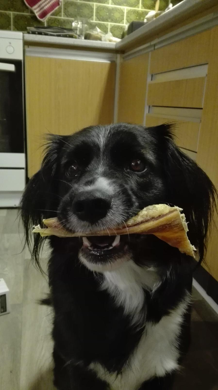 Blanding af racer Superhunden Molly billede 17