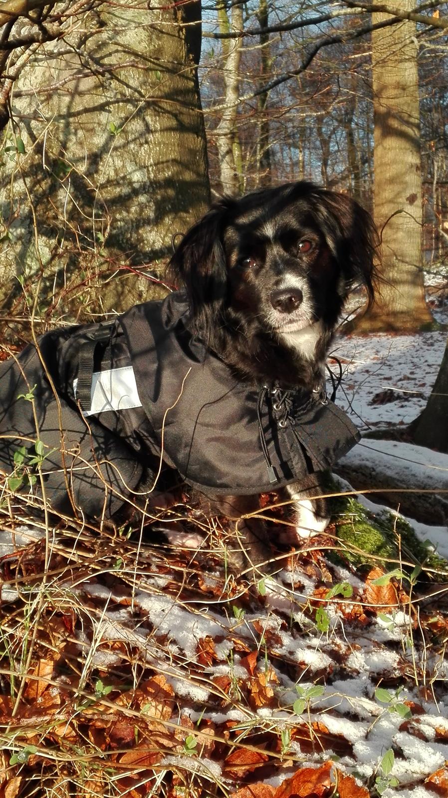 Blanding af racer Superhunden Molly billede 18