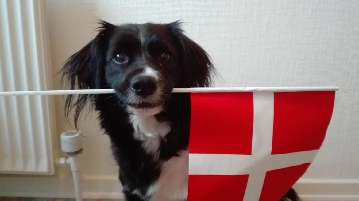 Blanding af racer Superhunden Molly billede 19