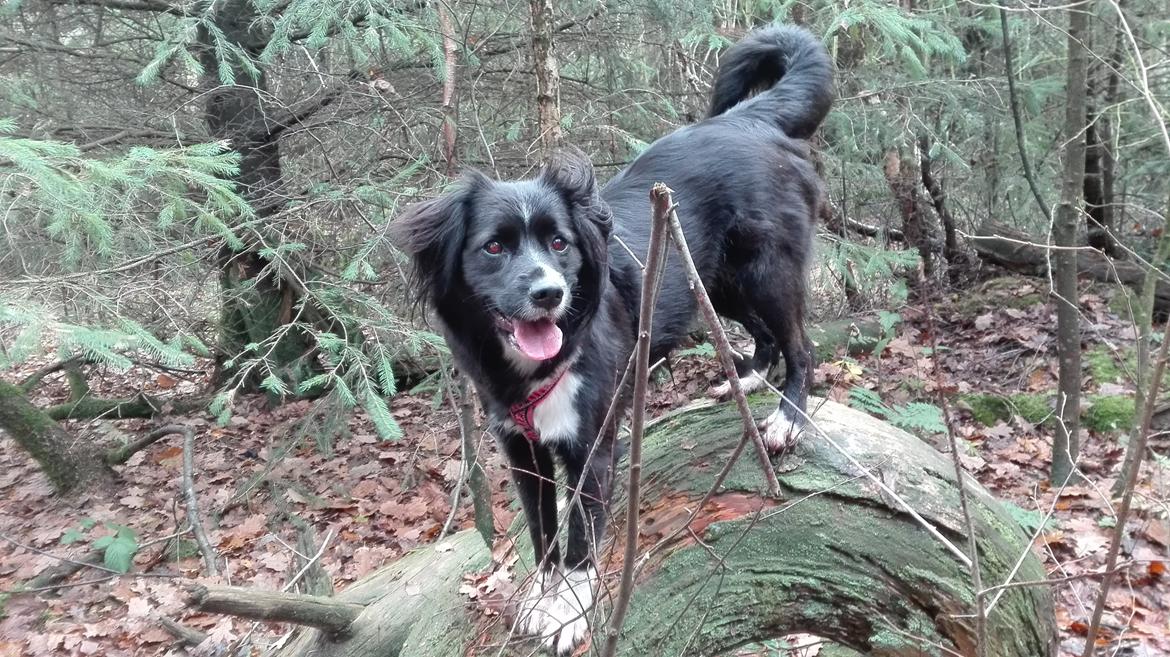 Blanding af racer Superhunden Molly billede 20