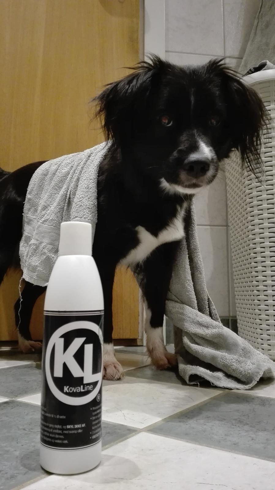 Blanding af racer Superhunden Molly - Superhunden er sponsoreret af KovaLine billede 21