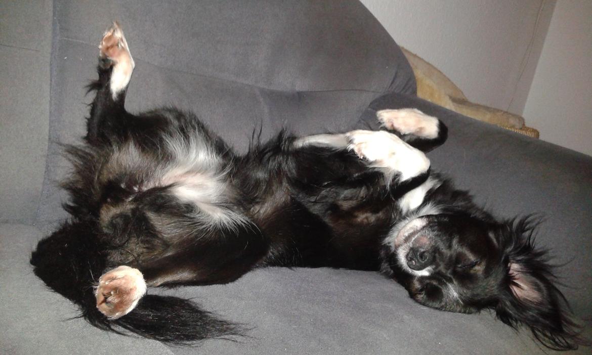 Blanding af racer Superhunden Molly billede 22