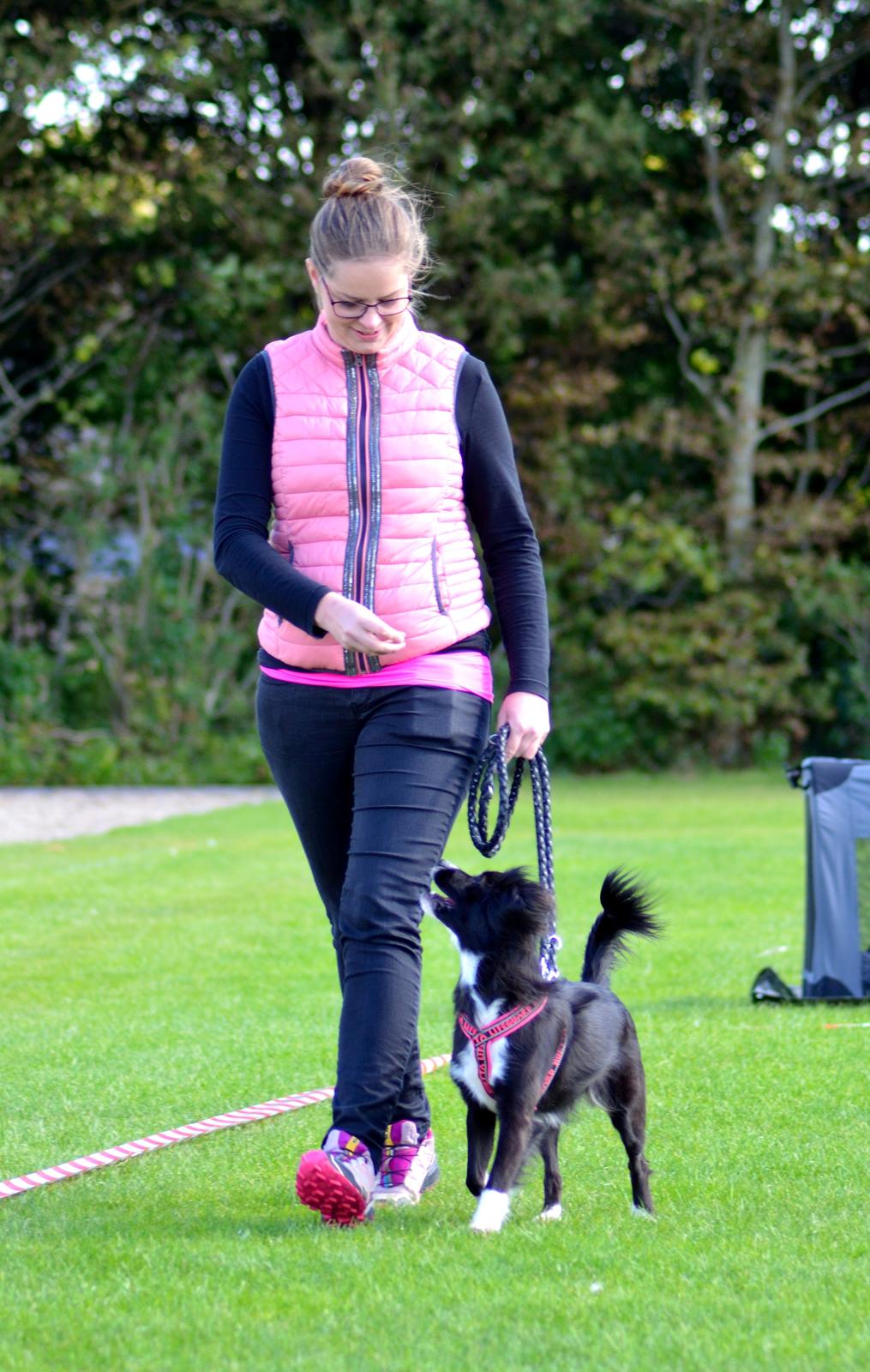 Blanding af racer Superhunden Molly - Hundedag 2015 billede 23