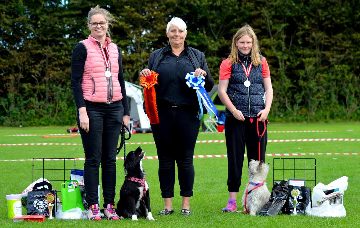 Blanding af racer Superhunden Molly - Hundedag 2015 billede 25