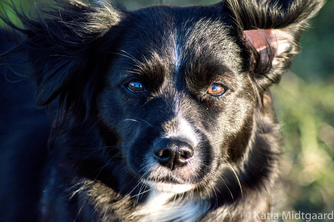 Blanding af racer Superhunden Molly - Foto: Katia Midtgaard billede 27