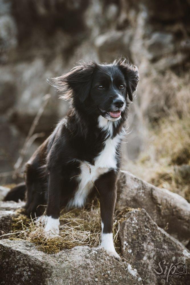 Blanding af racer Superhunden Molly - Foto: Tales By Sipo billede 28